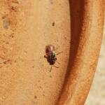 Lasioglossum (Homalictus) dotatum, Alice Springs NT