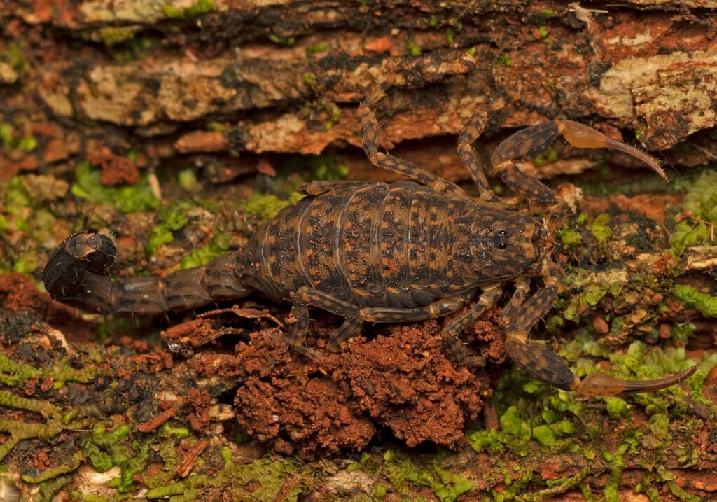 Marbled Scorpion (Lychas variatus), Tablelands QLD © Tony Eales