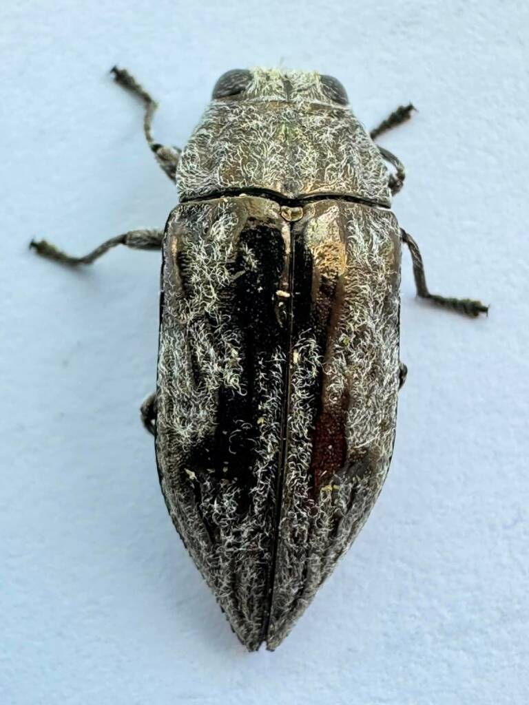 Melobasis pubescens, Wubin WA © Mark Hanlon