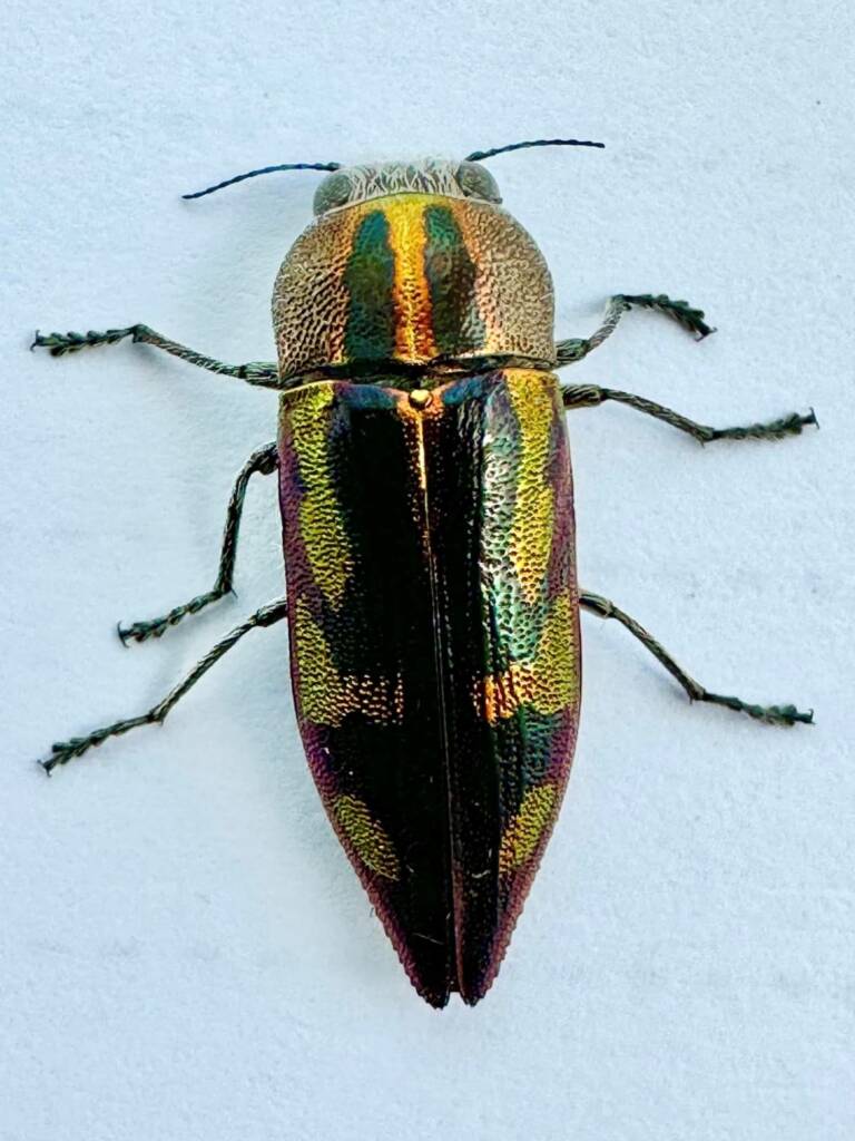 Melobasis regalis, Paynes Find WA © Mark Hanlon