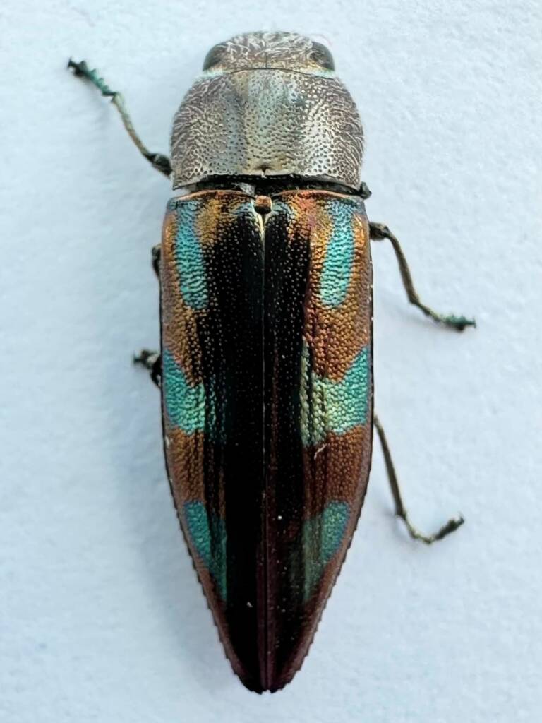 Melobasis septemplagiata, Gabyon WA © Mark Hanlon