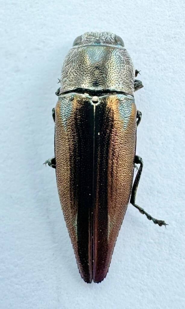 Melobasis septemplagiata (colour variation), Paynes Find WA © Mark Hanlon