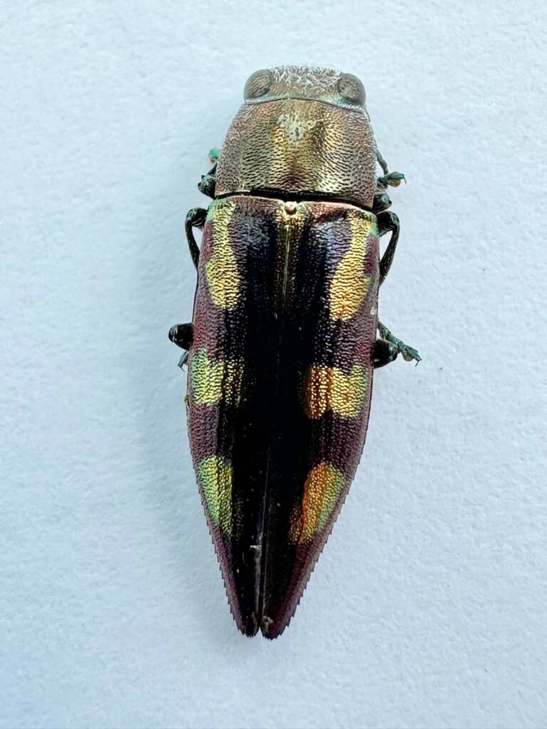 Melobasis similis, Billabong WA © Mark Hanlon