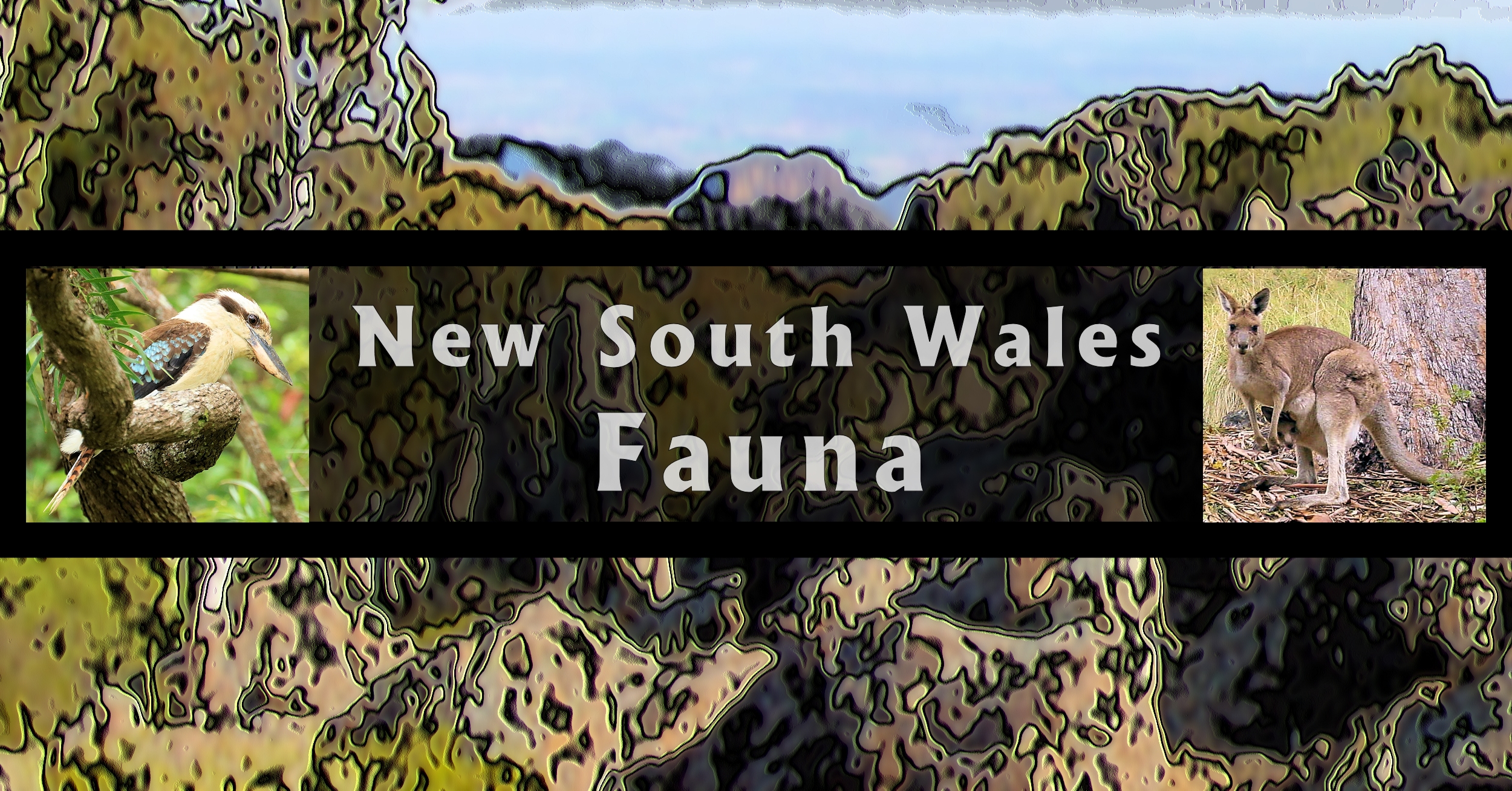 New South Wales Fauna - Ausemade filmstrip