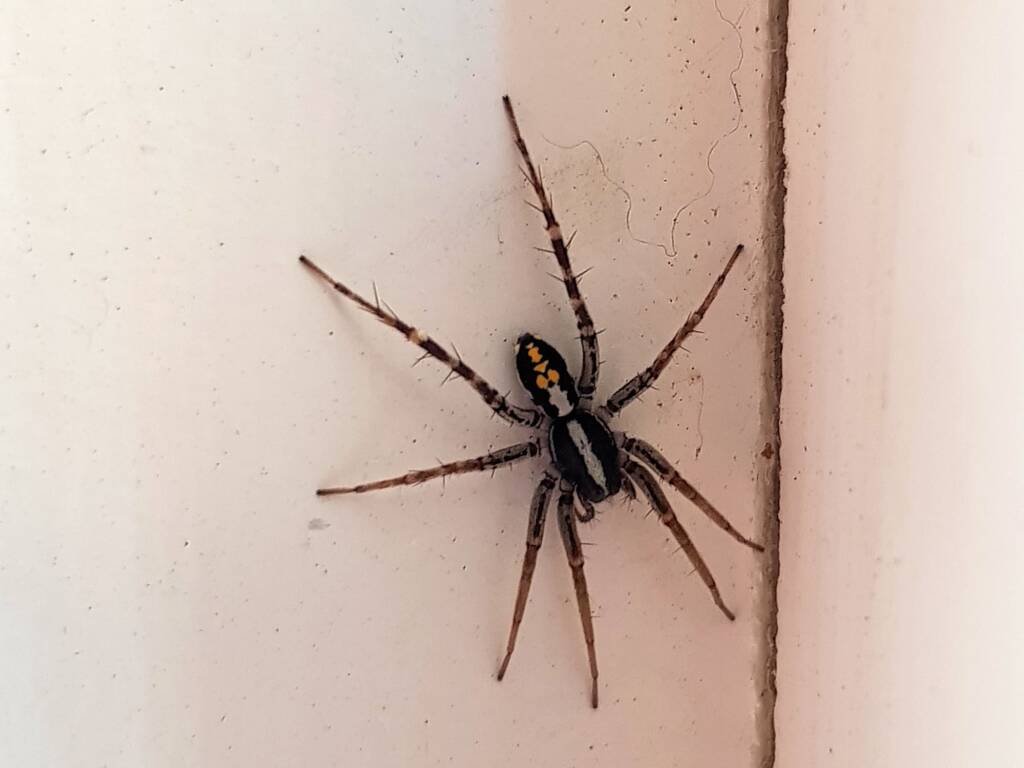Nyssus coloripes (Orange-legged Swift Spider), Alice Springs NT