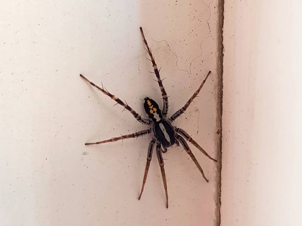 Nyssus coloripes (Orange-legged Swift Spider), Alice Springs NT