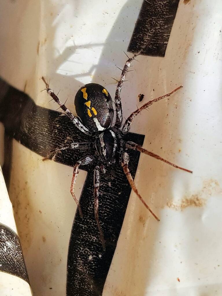 Nyssus coloripes (Orange-legged Swift Spider), Alice Springs NT