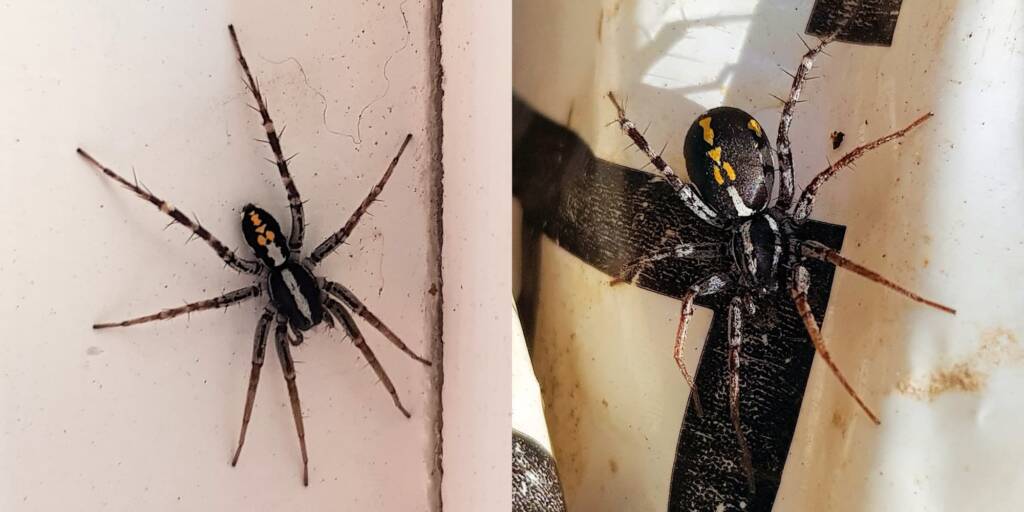 Nyssus coloripes (Orange-legged Swift Spider), Alice Springs NT