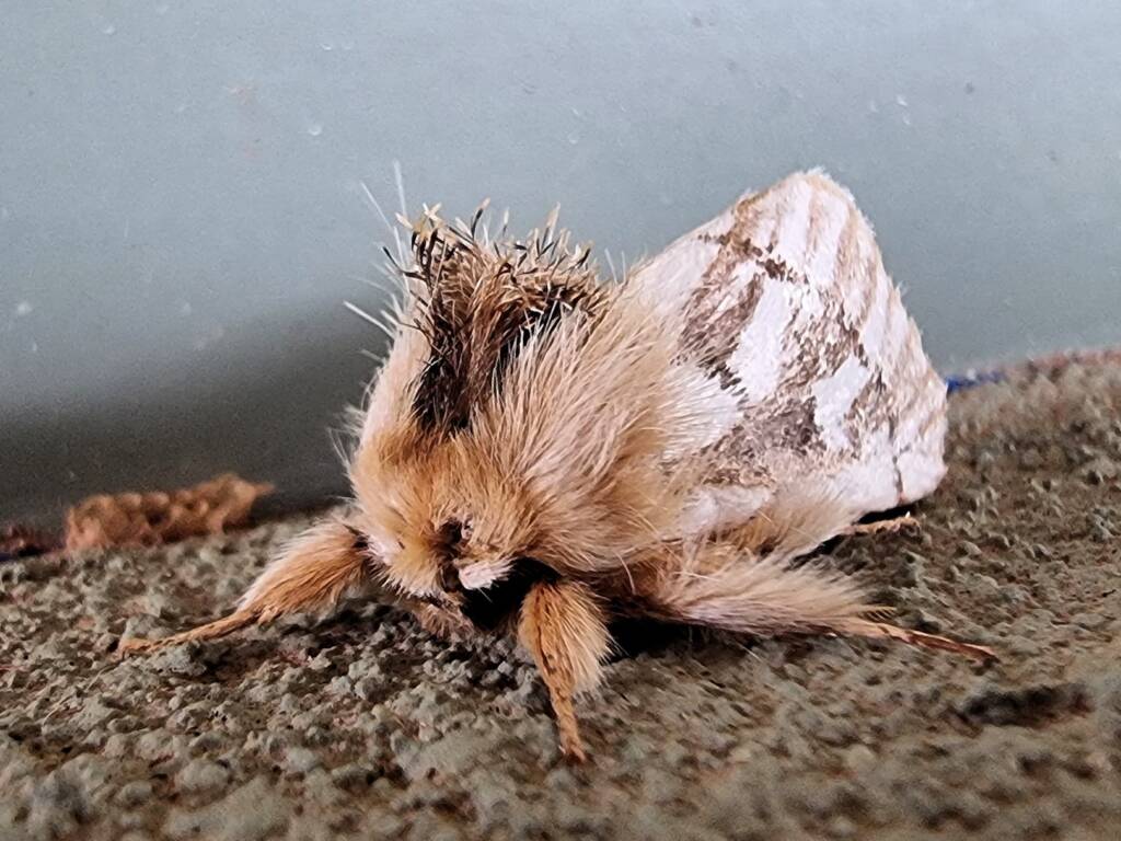 Ochrogaster lunifer (Bag-shelter Moth), Alice Springs Desert Park NT