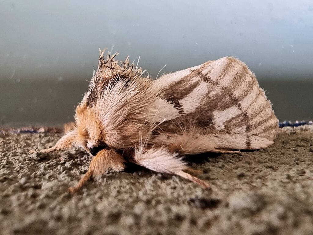 Ochrogaster lunifer (Bag-shelter Moth), Alice Springs Desert Park NT