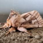 Ochrogaster lunifer (Bag-shelter Moth), Alice Springs Desert Park NT