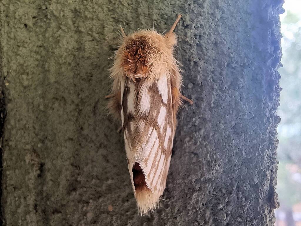 Ochrogaster lunifer (Bag-shelter Moth), Alice Springs Desert Park NT