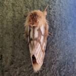 Ochrogaster lunifer (Bag-shelter Moth), Alice Springs Desert Park NT