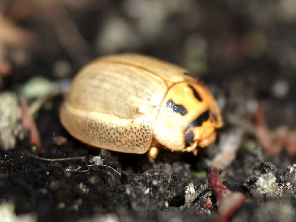 Paropsisterna bimaculate, Tarraleah TAS © Tony Eales