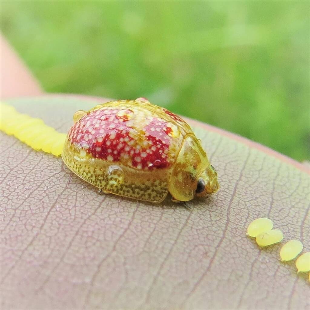 Paropsisterna fastidiosa, Wandella NSW © Deb Taylor