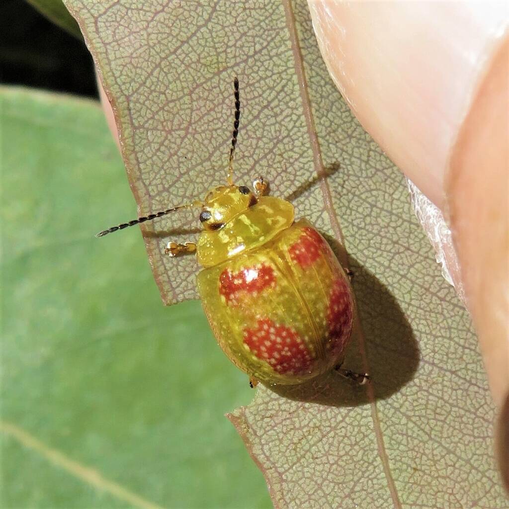 Paropsisterna fastidiosa, Bermagui NSW © Deb Taylor
