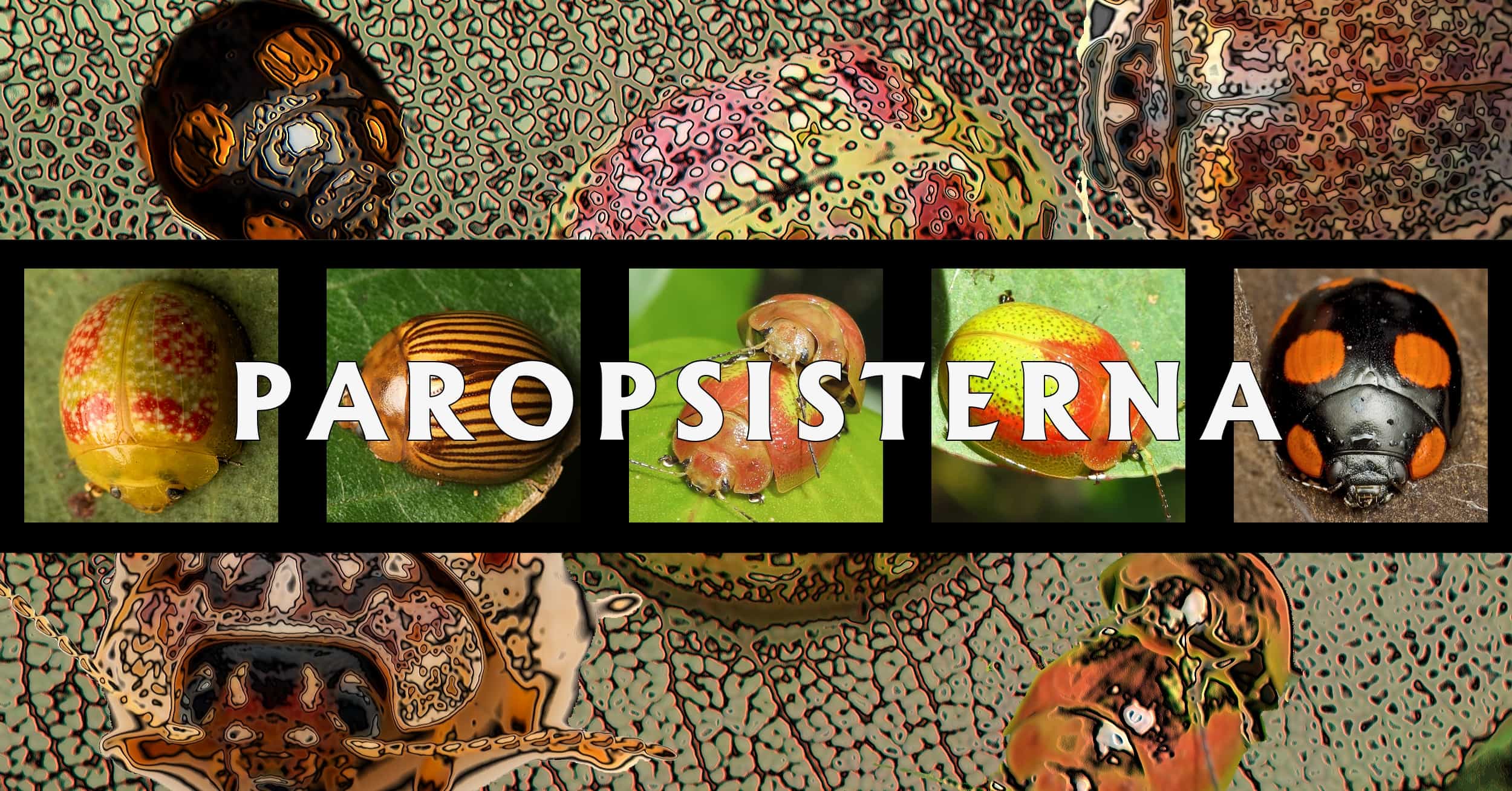Paropsisterna - Ausemade filmstrip