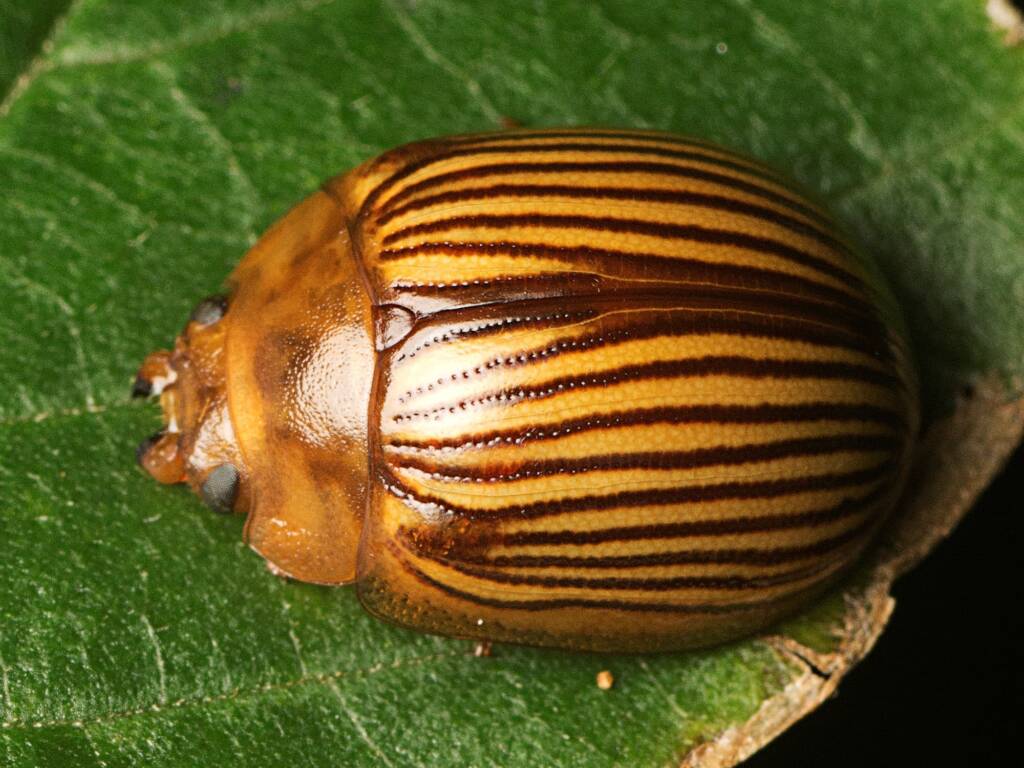 Paropsisterna nigrovittata, Murrumba Downs QLD © Tony Eales