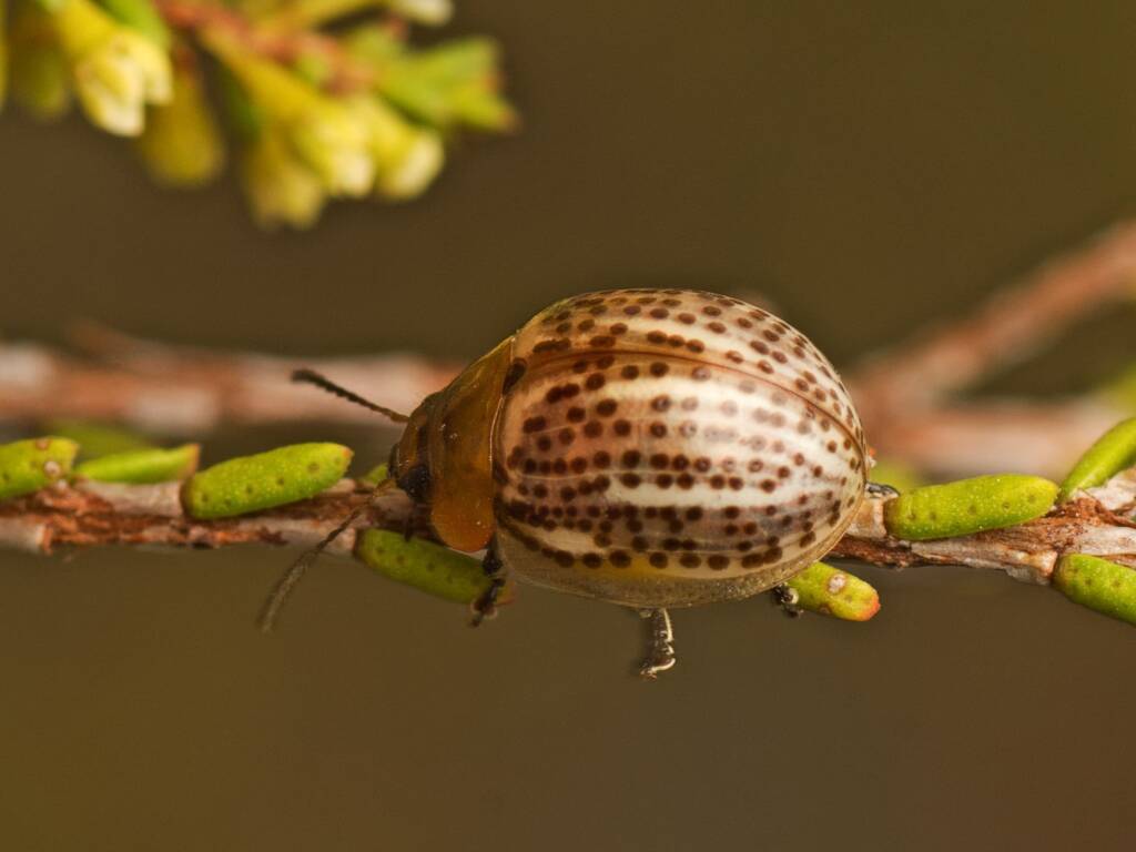 Paropsisterna nupta, Coonarr QLD © Tony Eales