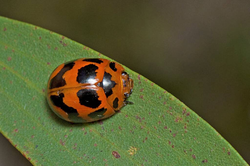 Paropsisterna octomaculata, Freshwater National Park QLD © Tony Eales