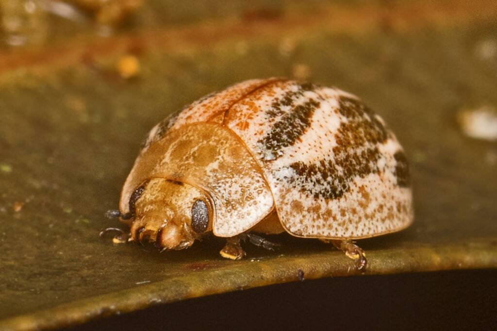 Paropsisterna semifumata, Mount Mee QLD © Tony Eales