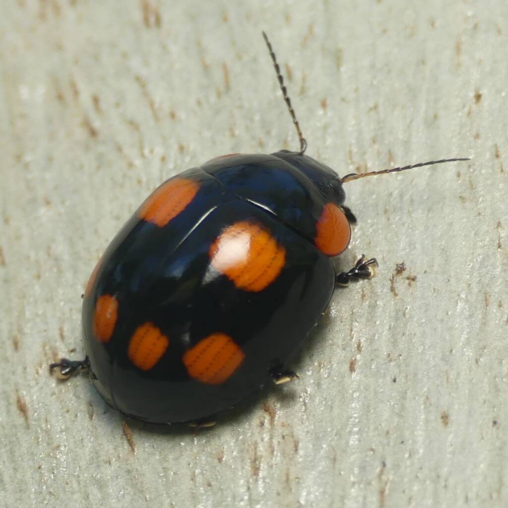 Paropsisterna sexpustulata, Brisbane QLD © Stefan Jones