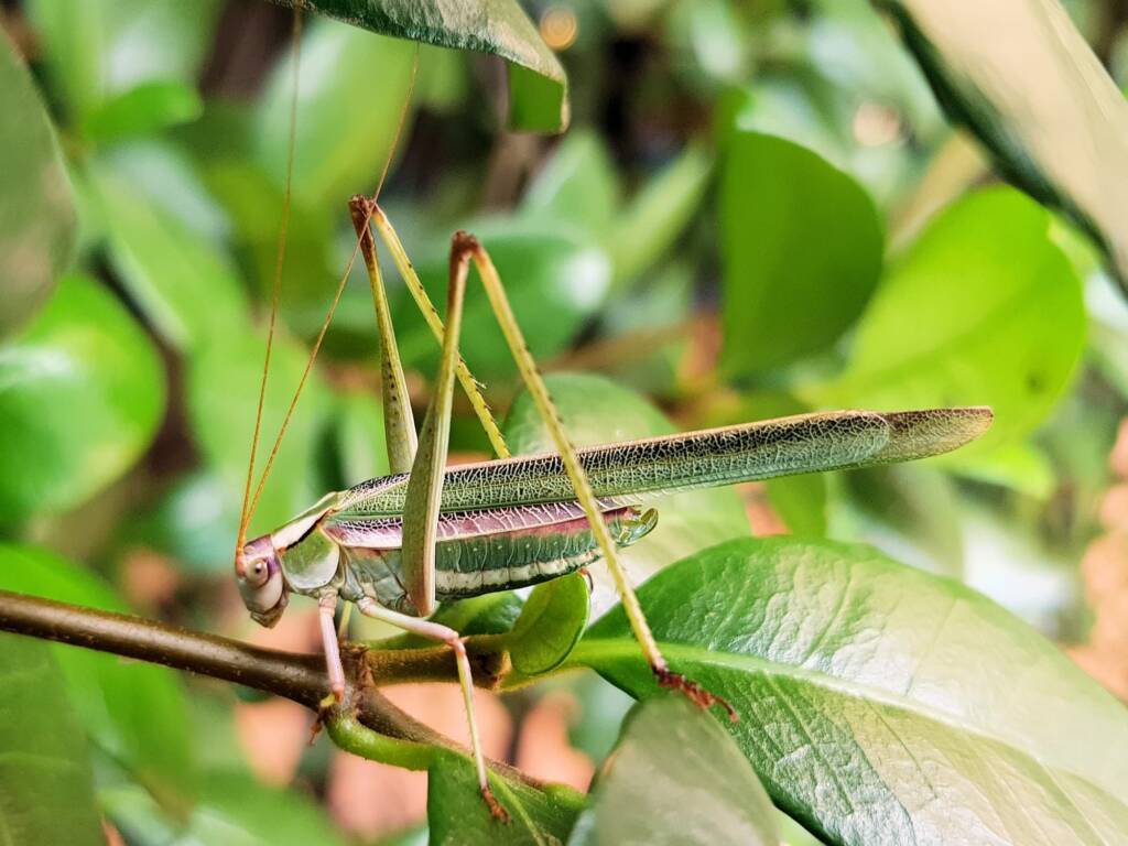 Subfamily Phaneropterinae, Alice Springs NT