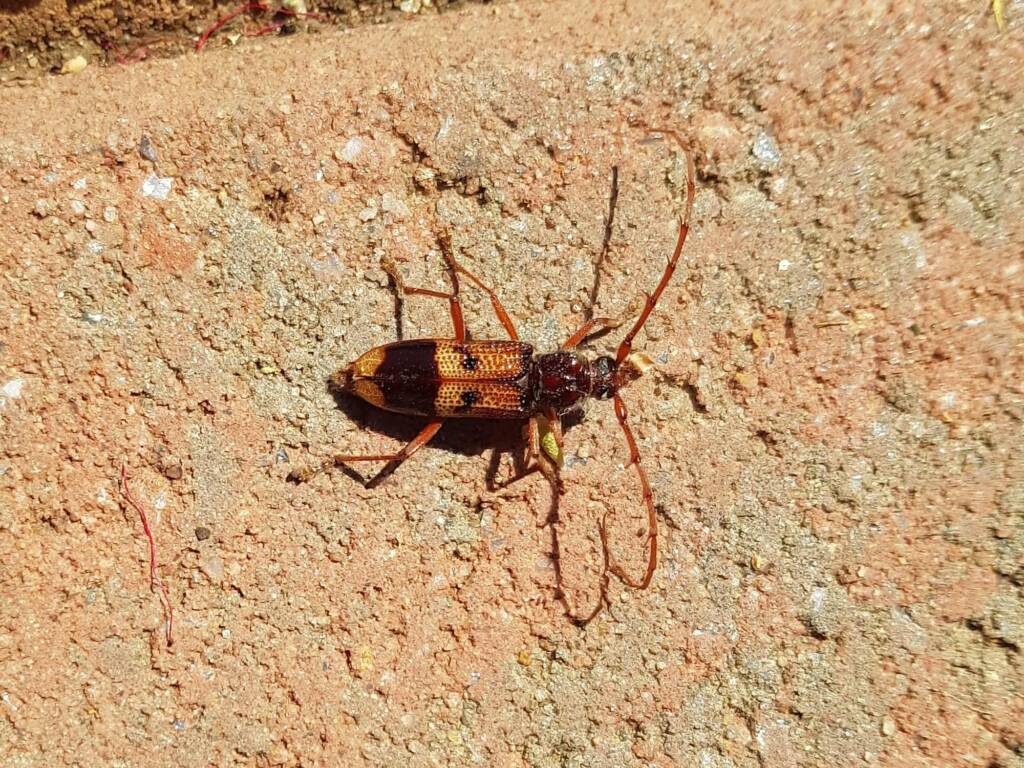 Phoracantha recurva (Eucalyptus Longhorn Beetle), Alice Springs NT