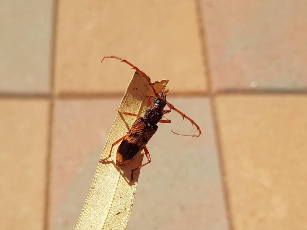 Phoracantha recurva (Eucalyptus Longhorn Beetle), Alice Springs NT