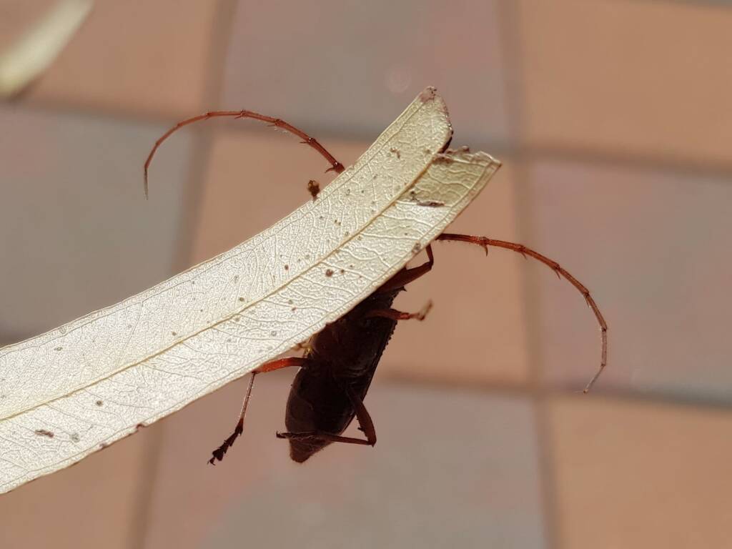Phoracantha recurva (Eucalyptus Longhorn Beetle), Alice Springs NT