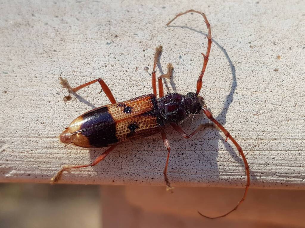 Phoracantha recurva (Eucalyptus Longhorn Beetle), Alice Springs NT