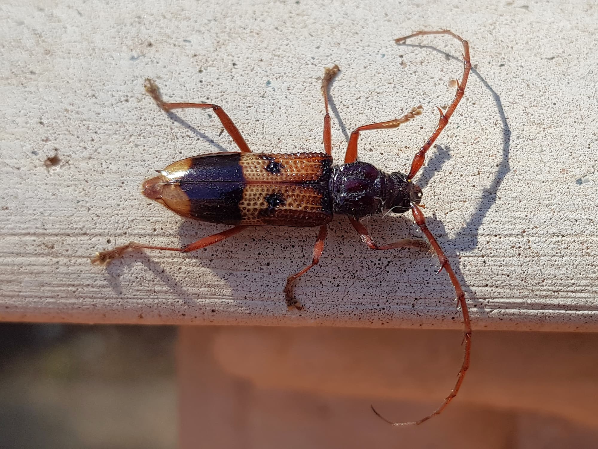 Phoracantha recurva (Eucalyptus Longhorn Beetle), Alice Springs NT