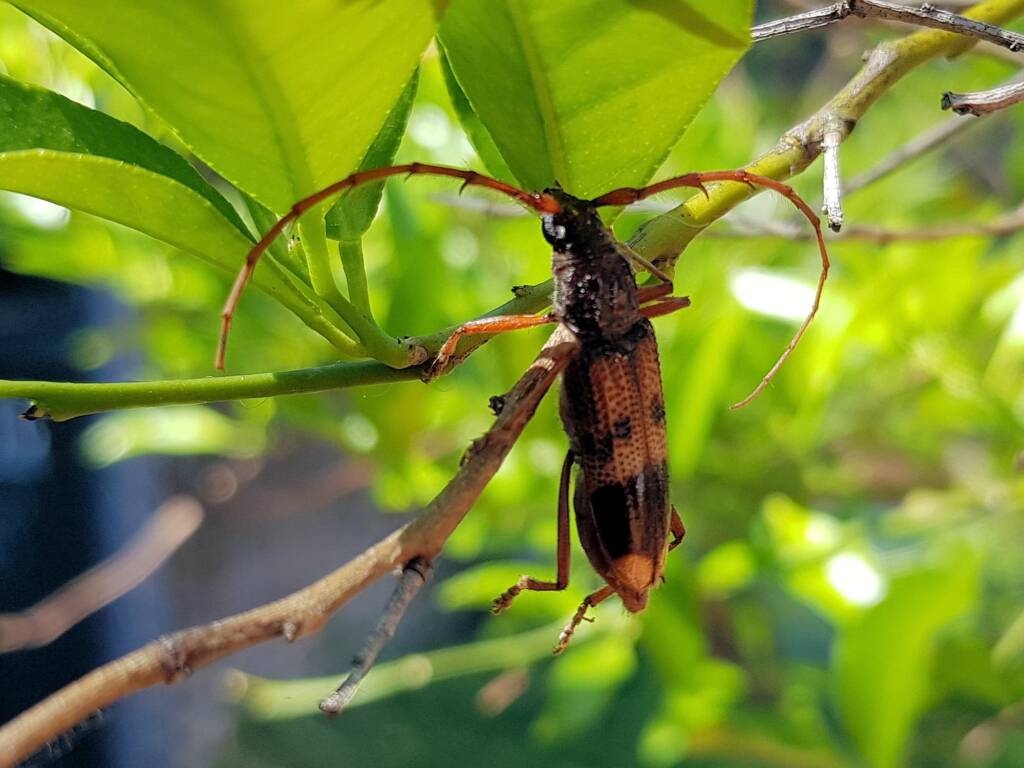 Phoracantha recurva (Eucalyptus Longhorn Beetle), Alice Springs NT