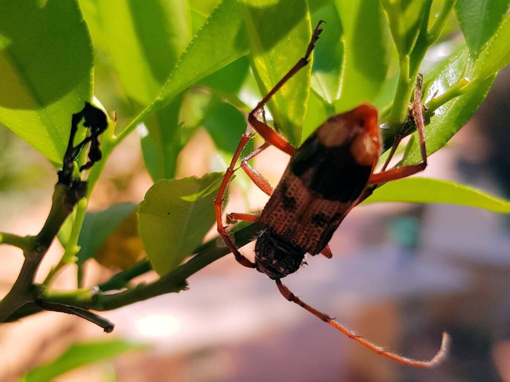 Phoracantha recurva (Eucalyptus Longhorn Beetle), Alice Springs NT