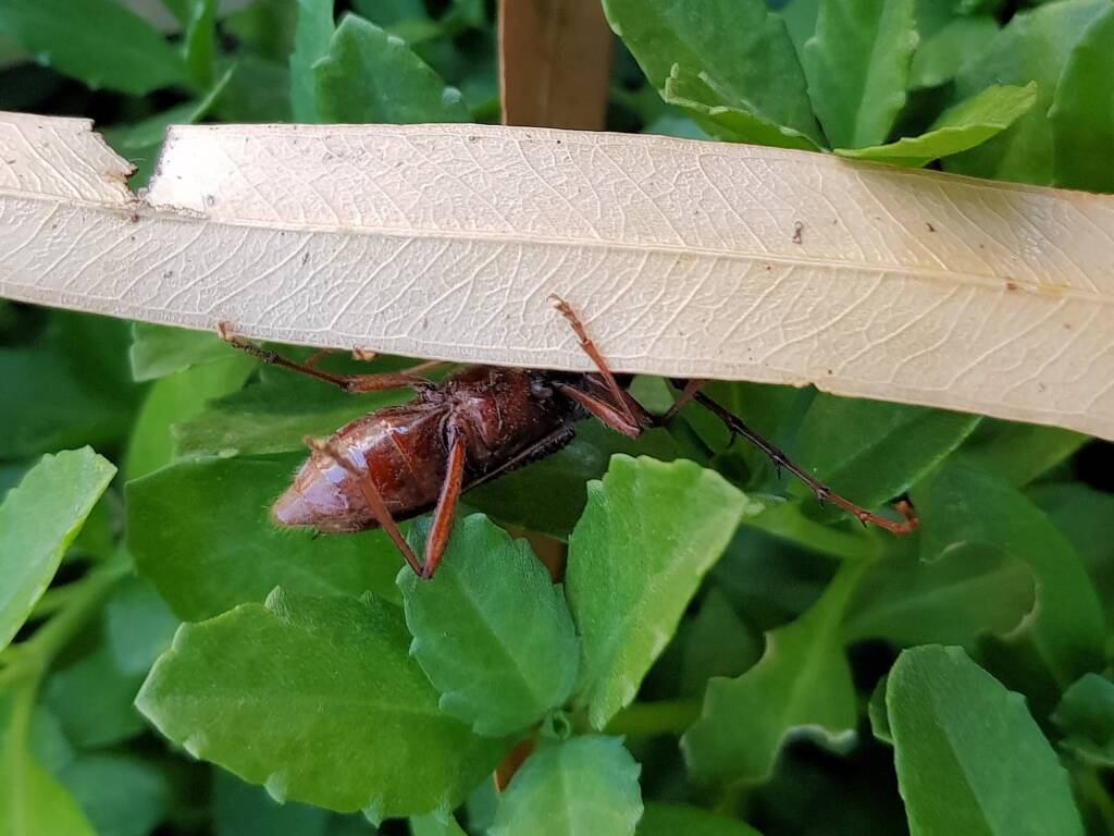 Phoracantha recurva (Eucalyptus Longhorn Beetle), Alice Springs NT