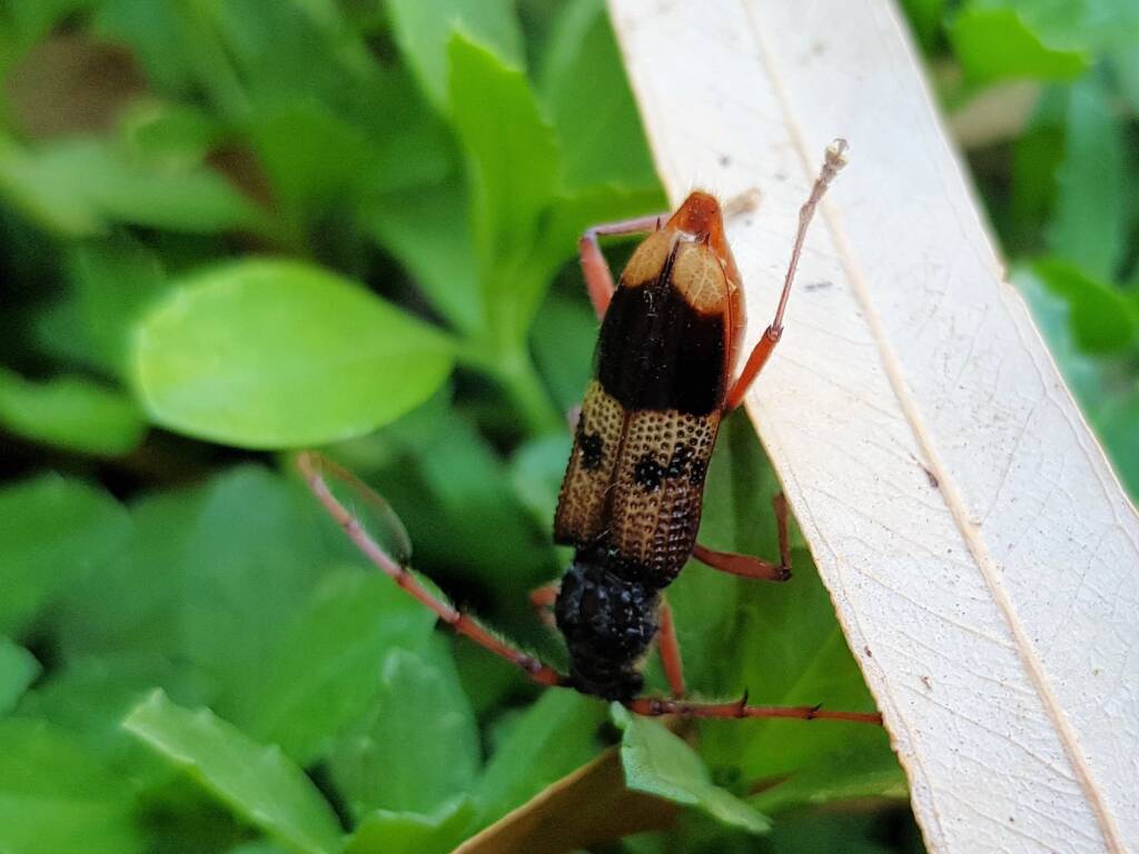 Phoracantha recurva (Eucalyptus Longhorn Beetle), Alice Springs NT