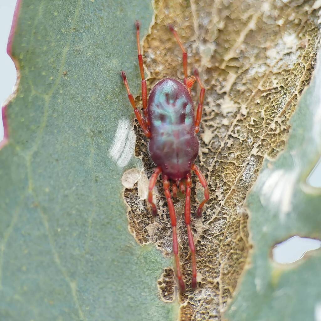 Rainbowia imperator (Velvet Mite), Belair SA © Marianne Broug