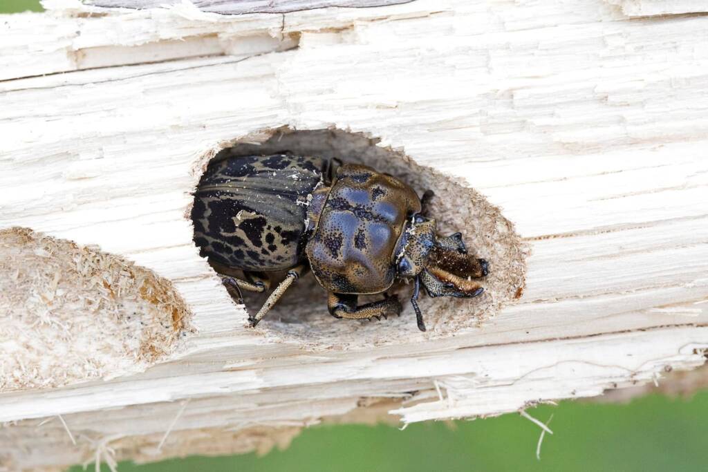 Brown Stag Beetle (Ryssonotus nebulosus) emerging, Brisbane QLD © Hongming Kan