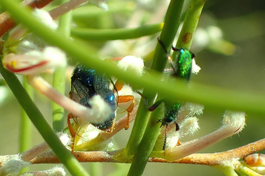 Sericophorus metallescens on Hakea, Geraldton, Midwest WA © Gary Taylor