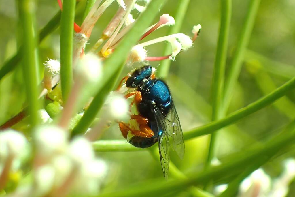 Sericophorus metallescens on Hakea, Geraldton, Midwest WA © Gary Taylor