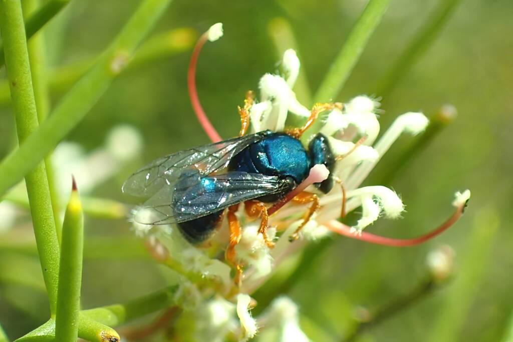 Sericophorus metallescens on Hakea, Geraldton, Midwest WA © Gary Taylor
