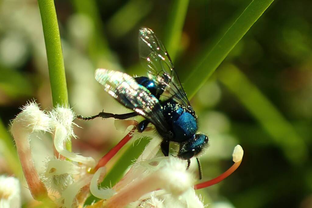 Sericophorus metallescens on Hakea, Geraldton, Midwest WA © Gary Taylor