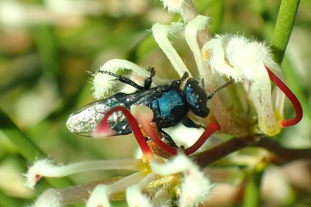 Sericophorus metallescens on Hakea, Geraldton, Midwest WA © Gary Taylor