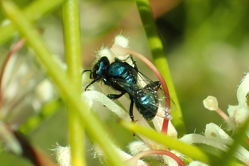 Sericophorus metallescens on Hakea, Geraldton, Midwest WA © Gary Taylor