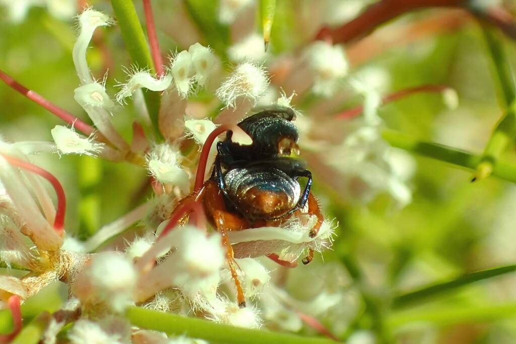 Sericophorus metallescens (mating male and female), Geraldton, Midwest WA © Gary Taylor