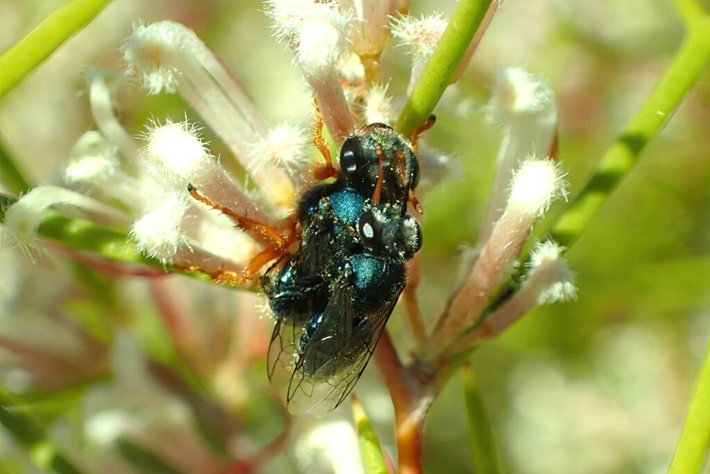 Sericophorus metallescens (mating male and female), Geraldton, Midwest WA © Gary Taylor