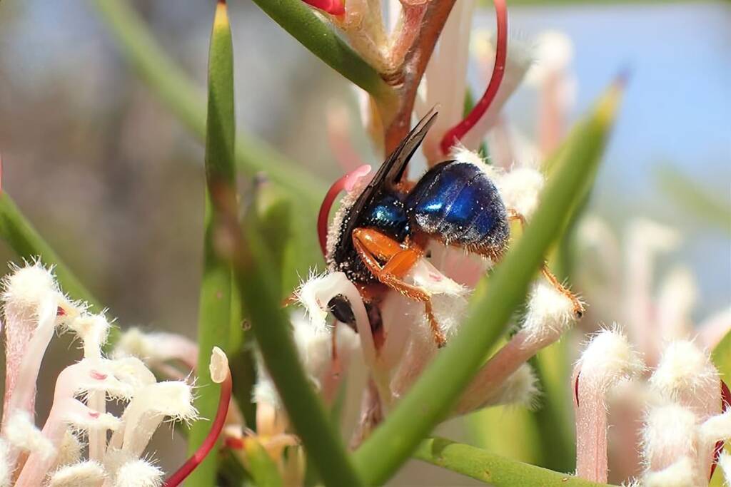 Sericophorus metallescens, Geraldton, Midwest WA © Gary Taylor