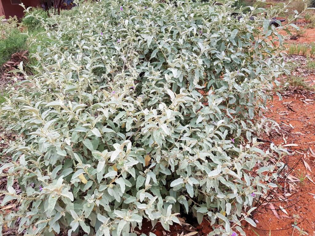 Solanum sp (host plant to Variable Stropis (Stropis nigrovitellina), Alice Springs Desert Park NT