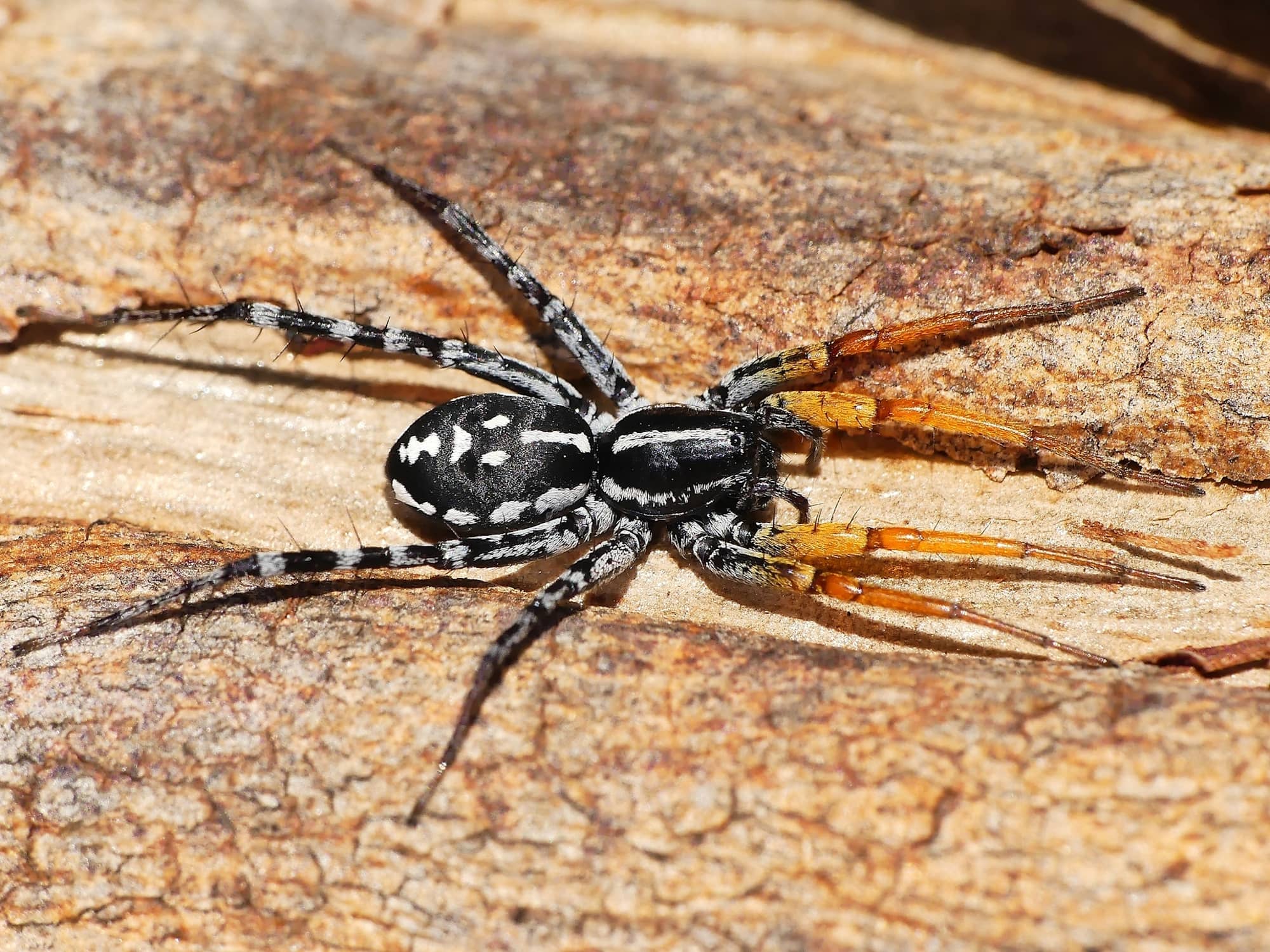 Spotted Ground Swift Spider (Nyssus coloripes), Belair SA © Marianne Broug