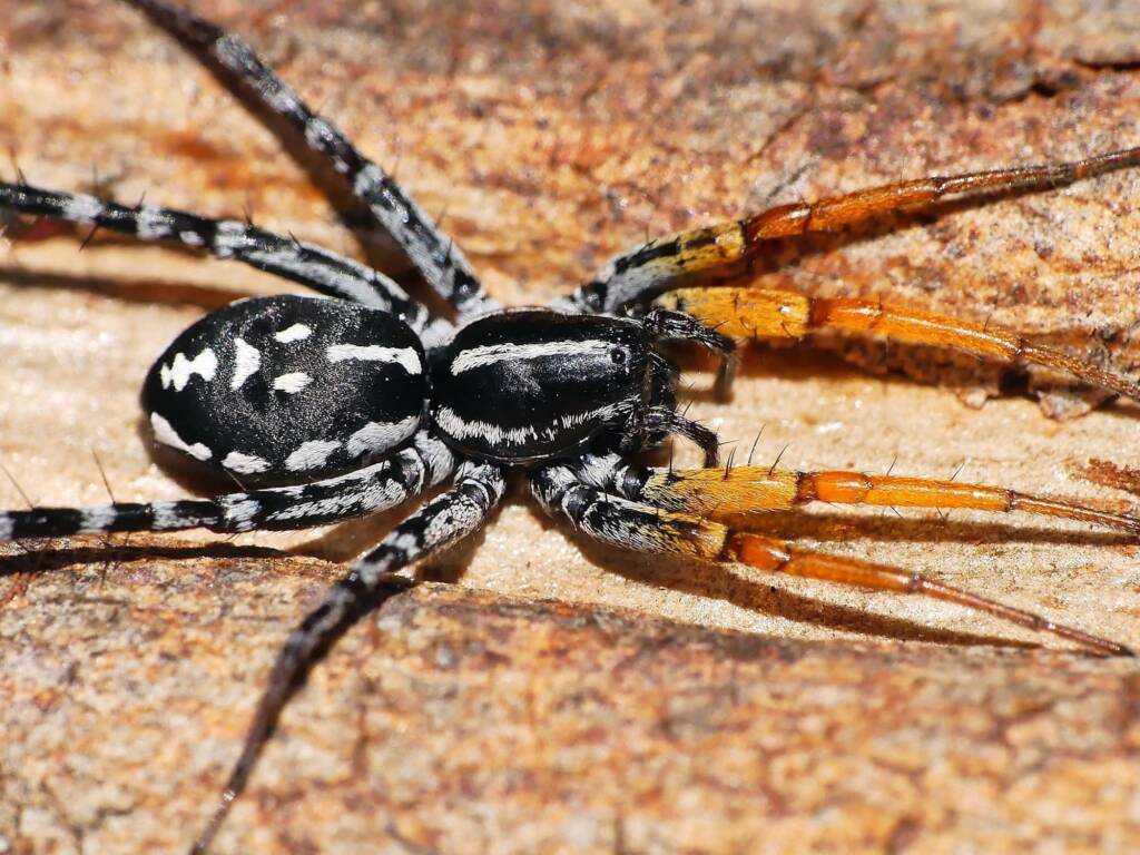 Spotted Ground Swift Spider (Nyssus coloripes), Belair SA © Marianne Broug